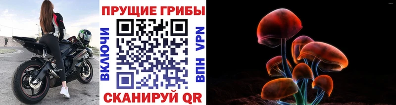 Псилоцибиновые грибы Psilocybine cubensis  Черкесск 